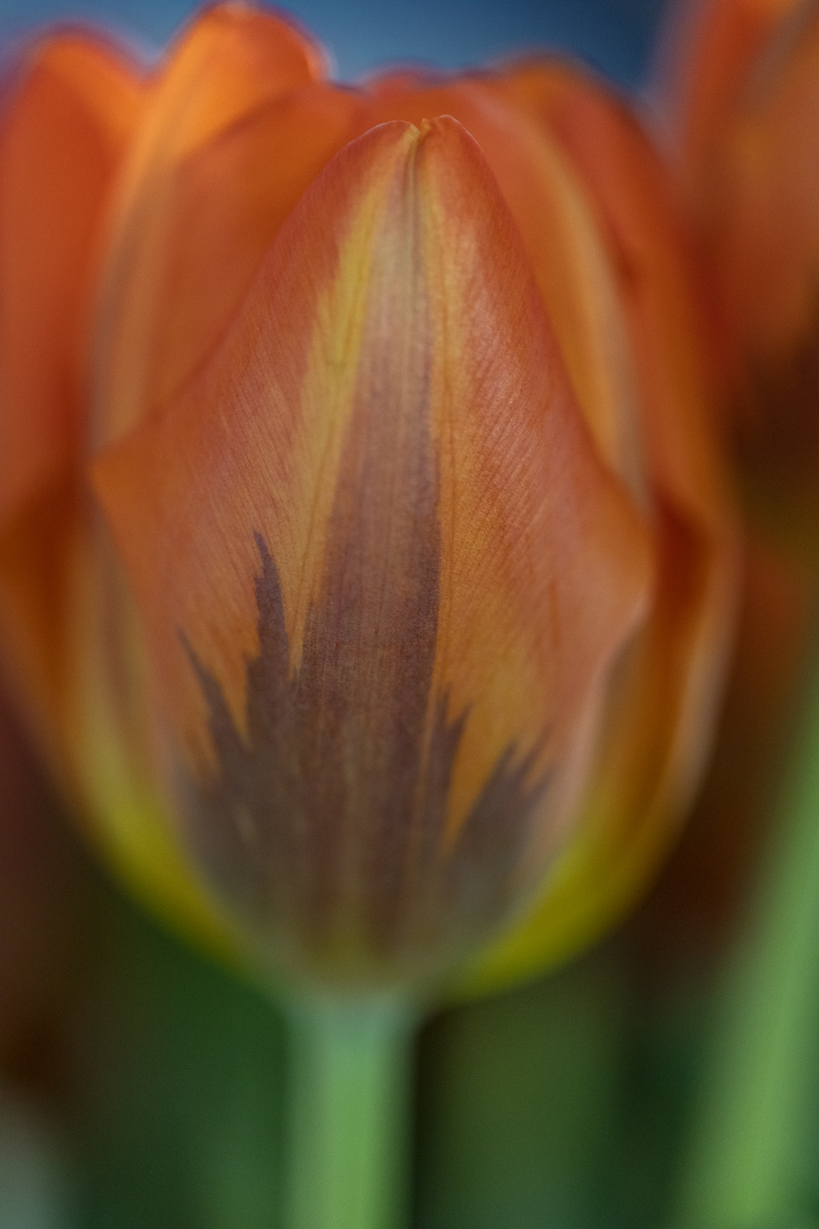 Tulip